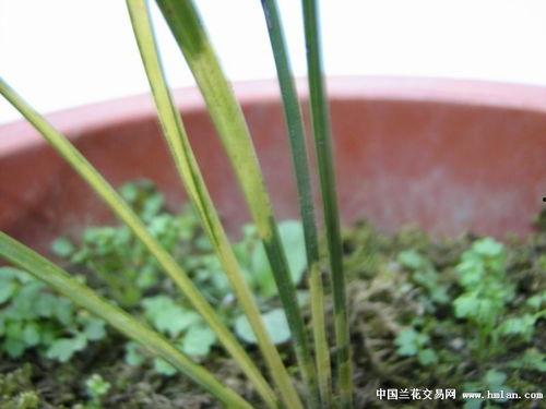 新：下山虎,勇攀高峰后的智慧回归